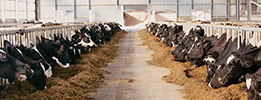 Animal Feed & Ingredients -  FSA, FAMI-QS and FSSC 22000