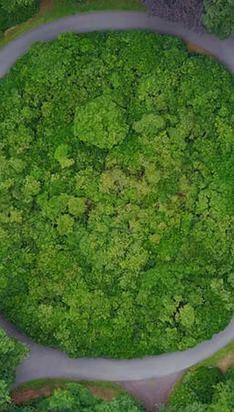 Circular road in a forest