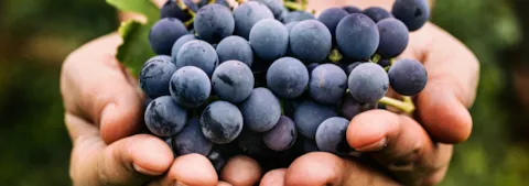 Grapes harvest