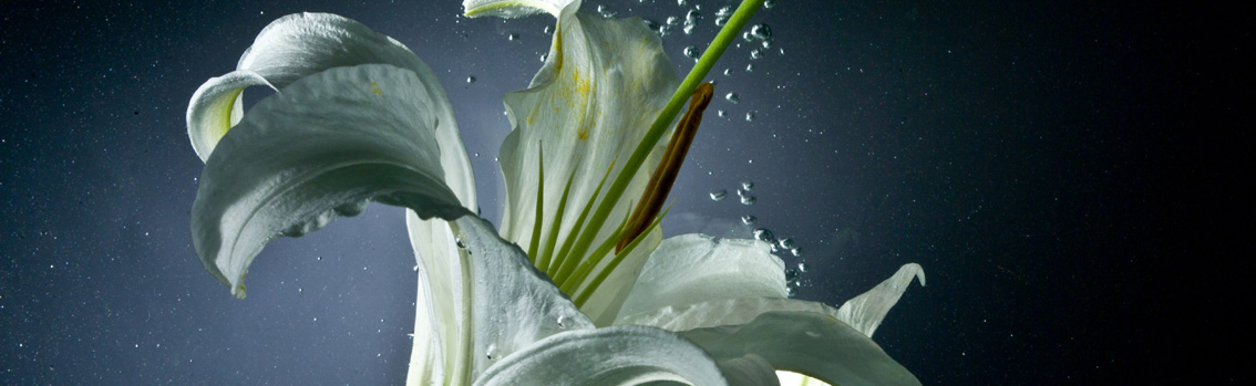 The GLOBALG.A.P. Flowers & Ornamentals Standard