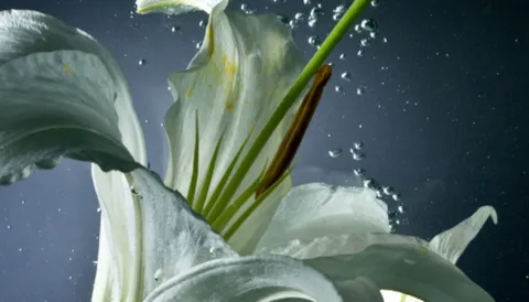The GLOBALG.A.P. Flowers & Ornamentals Standard