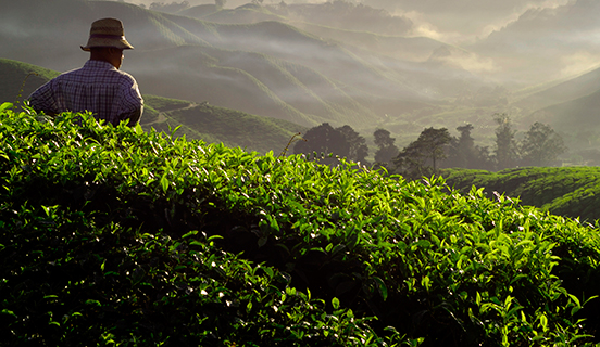 Sustainable sourcing